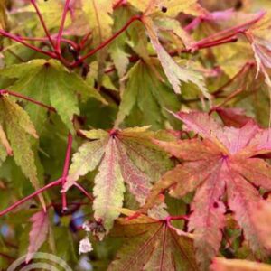Japanse esdoorn | Acer palmatum 'Sango-Kaku'