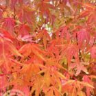 Japanse esdoorn | Acer palmatum 'Sango-Kaku'
