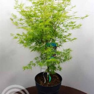 Japanse esdoorn | Acer palmatum 'Seiryu'