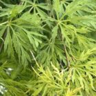Japanse esdoorn | Acer palmatum 'Seiryu'