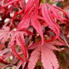 Japanse esdoorn | Acer palmatum 'Shaina'