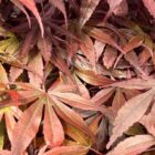 Japanse esdoorn | Acer palmatum 'Skeeter's Broom'