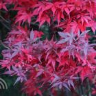 Japanse esdoorn | Acer palmatum 'Skeeter's Broom'