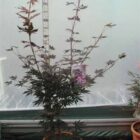 Japanse esdoorn | Acer palmatum 'Trompenburg'