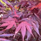 Acer palmatum Trompenburg blad 6x4 1