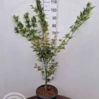 Japanse esdoorn | Acer palmatum 'Ukigumo'