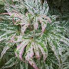 Japanse esdoorn | Acer palmatum 'Ukigumo'