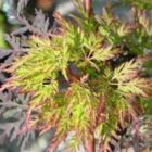 Acer palmatum emerald lace blad 6x4
