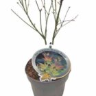 Japanse esdoorn | Acer palmatum 'Orange Dream'