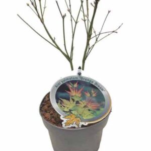 Japanse esdoorn | Acer palmatum 'Orange Dream'