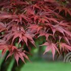 Japanse esdoorn | Acer palmatum 'Pixie'