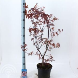 Japanse esdoorn | Acer palmatum 'Atropurpureum'