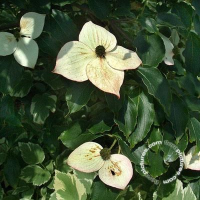Cornus kousa 'Wieting's Select' Japanse grootbloemige kornoelje | Cornus kousa 'Wieting's Select'