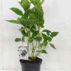 Hortensia - schermvormig | Hydrangea macr. 'Libelle' (C3) Hortensia - schermvormig | Hydrangea macr. 'Libelle'