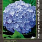 Hortensia - bolvormig | Hydrangea macr. 'Nikko Blue'