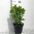 Hortensia - bolvormig | Hydrangea macr. 'Nikko Blue'