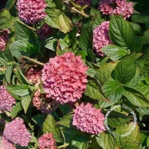 Hortensia (bolvormig) of Hydrangea macr. 'Tovelit' 