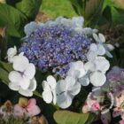 Hortensia - schermvormig | Hydrangea macrophylla 'Libelle'