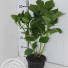 Hortensia - schermvormig | Hydrangea macrophylla 'Blaumeise'