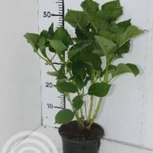 Hortensia - schermvormig | Hydrangea macrophylla 'Blaumeise'