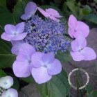 Hortensia - schermvormig | Hydrangea macrophylla 'Blaumeise'