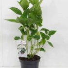 Hortensia - schermvormig | Hydrangea macrophylla 'Libelle'