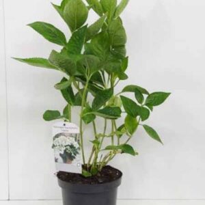 Hortensia - schermvormig | Hydrangea macrophylla 'Libelle'