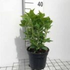 Hortensia - bolvormig | Hydrangea macrophylla 'Nikko Blue'