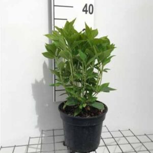 Hortensia - bolvormig | Hydrangea macrophylla 'Nikko Blue'