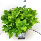 Hortensia - bolvormig | Hydrangea macrophylla 'Nikko Blue'