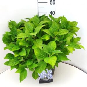 Hortensia - bolvormig | Hydrangea macrophylla 'Nikko Blue'