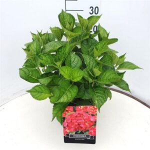 Hortensia - bolvormig | Hydrangea macrophylla 'Sibilla'