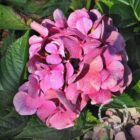 Hortensia - bolvormig | Hydrangea macrophylla 'Sibilla'