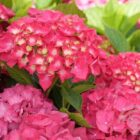 Hortensia - bolvormig | Hydrangea macrophylla 'Sibilla'