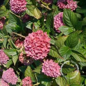 Hortensia - bolvormig | Hydrangea macrophylla 'Tovelit'