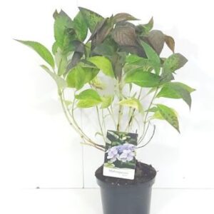 Hortensia - schermvormig | Hydrangea serr. 'Bluebird'