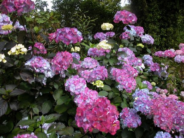 Hortensia - bolvormig | Hydrangea serr. 'Preziosa'