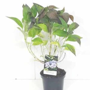 Hortensia - schermvormig | Hydrangea serrata 'Bluebird'