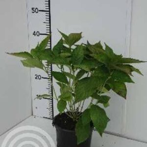 Hortensia - schermvormig | Hydrangea serrata 'Bluebird'