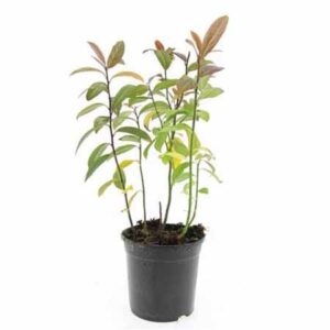 Itea - Bloemwilg | Itea virginica