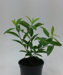 Itea - Bloemwilg | Itea virginica 'Henry's Garnet'