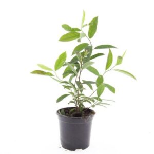 Itea - Bloemwilg | Itea virginica 'Henry's Garnet'