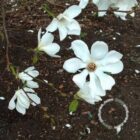 Japanse magnolia | Magnolia kobus