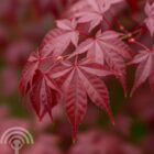 Japanse esdoorn | Acer palmatum 'Garnet'