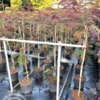 Perzische slaapboom | Albizia julibrissin 'Evey's Pride'
