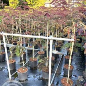 Perzische slaapboom | Albizia julibrissin 'Evey's Pride'