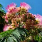 Perzische slaapboom | Albizia julibrissin 'Evey's Pride'