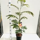 Perzische slaapboom | Albizia julibrissin 'Ombrella' | In pot 3L | Hoogte 80-100cm Perzische slaapboom | Albizia julibrissin 'Ombrella'