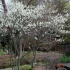 Krentenboompje | Amelanchier 'Ballerina'