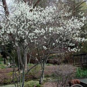 Krentenboompje | Amelanchier 'Ballerina'